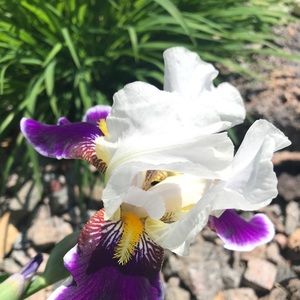 Meet your Posher, Jacqueline